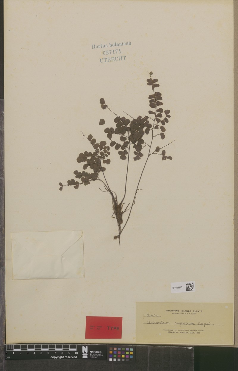 Adiantum cupreum photo 5