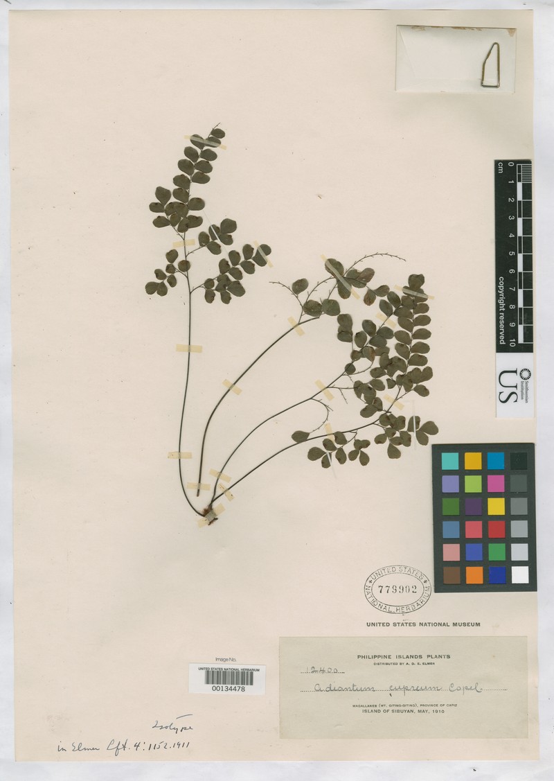 Adiantum cupreum