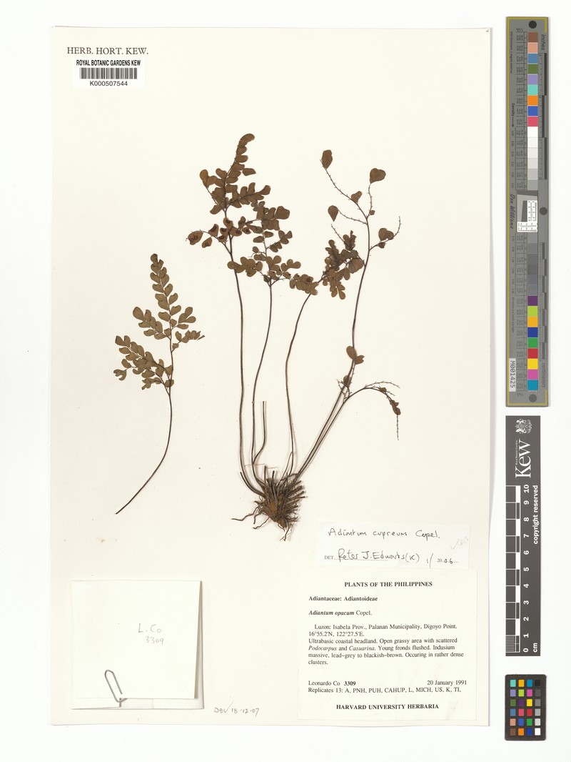 Adiantum cupreum