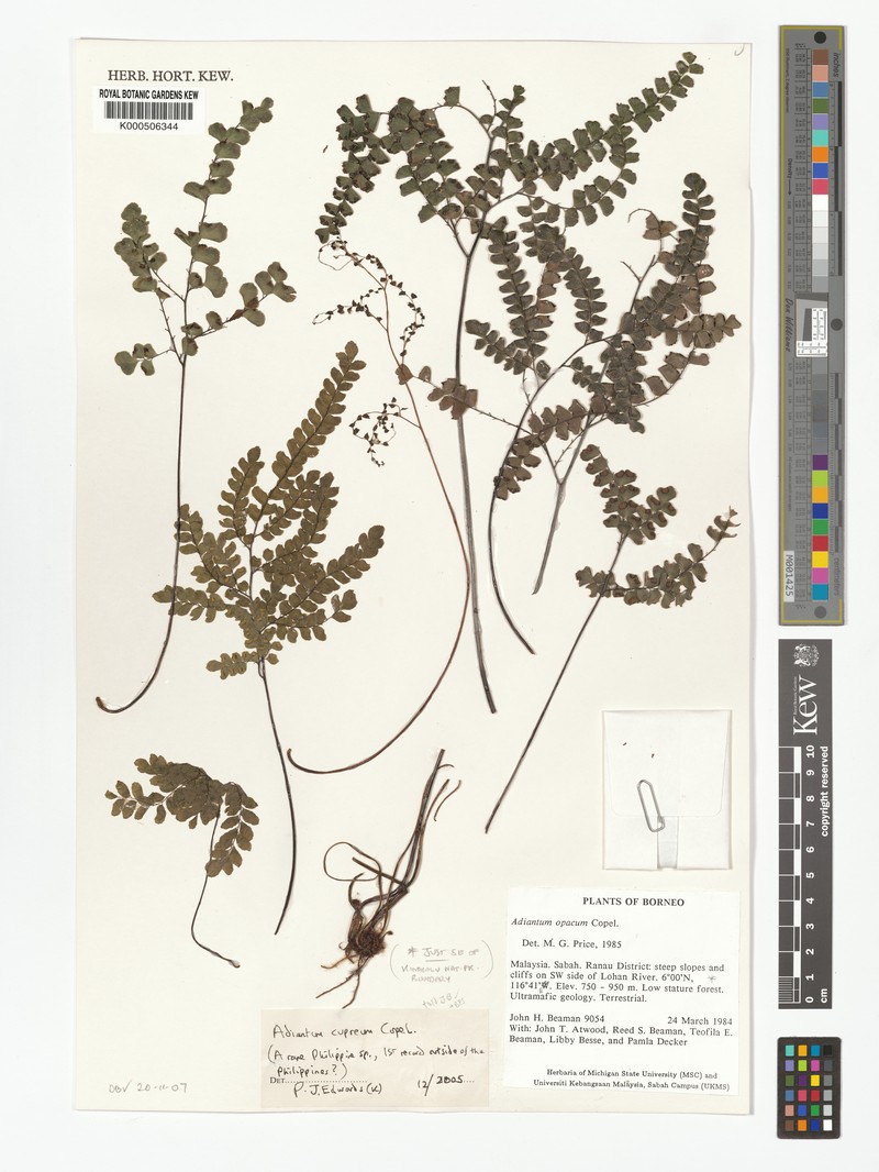 Adiantum cupreum photo 2