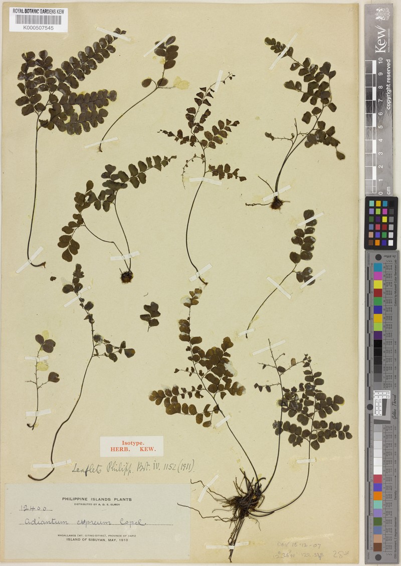 Adiantum cupreum photo 3