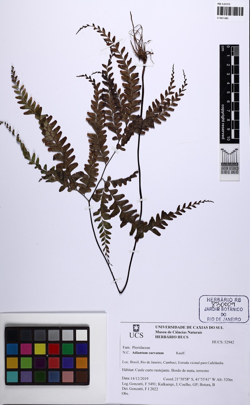 Adiantum curvatum