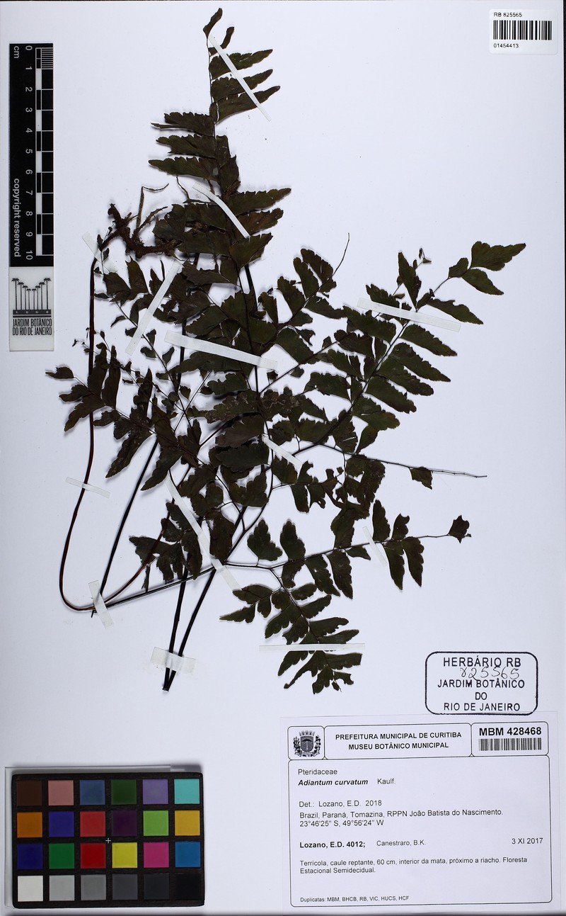 Adiantum curvatum photo 2