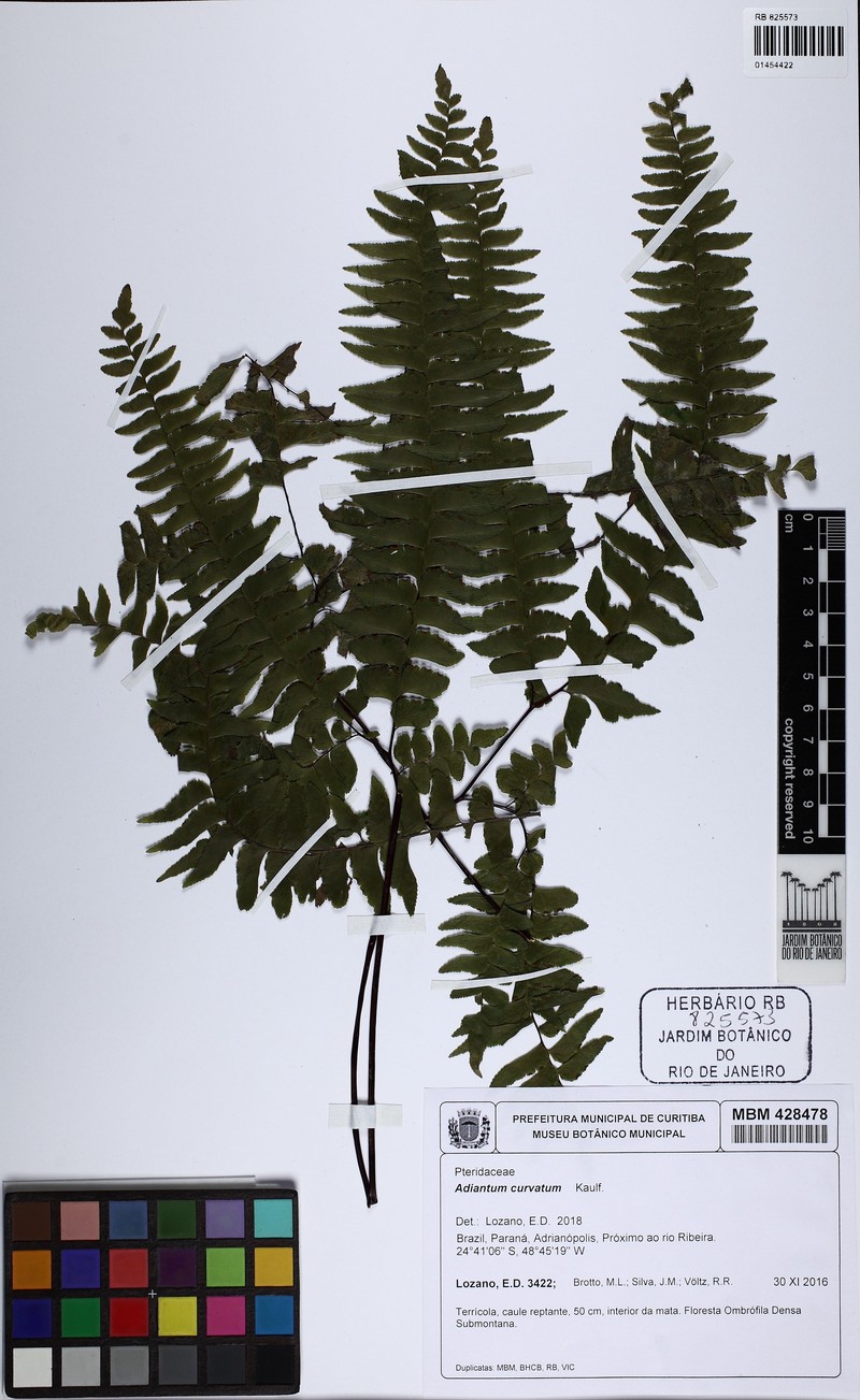 Adiantum curvatum photo 3