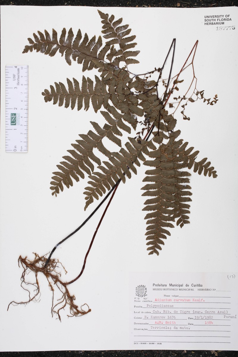 Adiantum curvatum photo 4