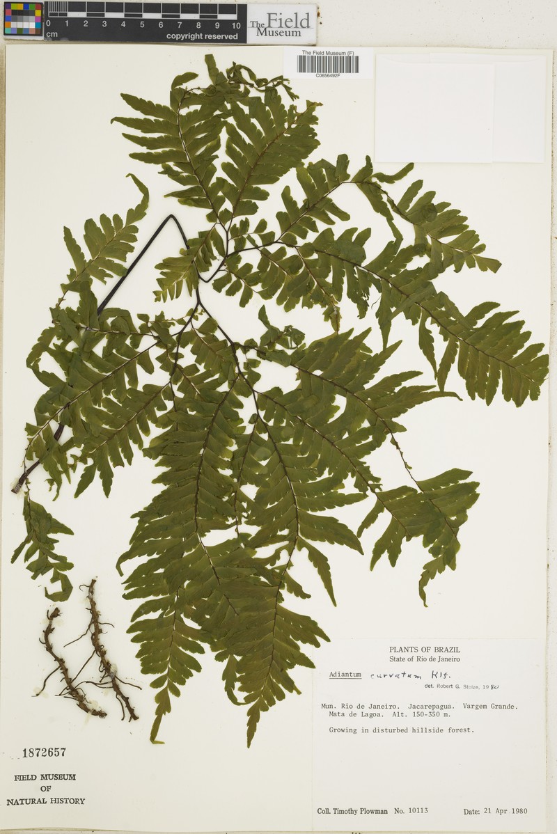 Adiantum curvatum photo 5