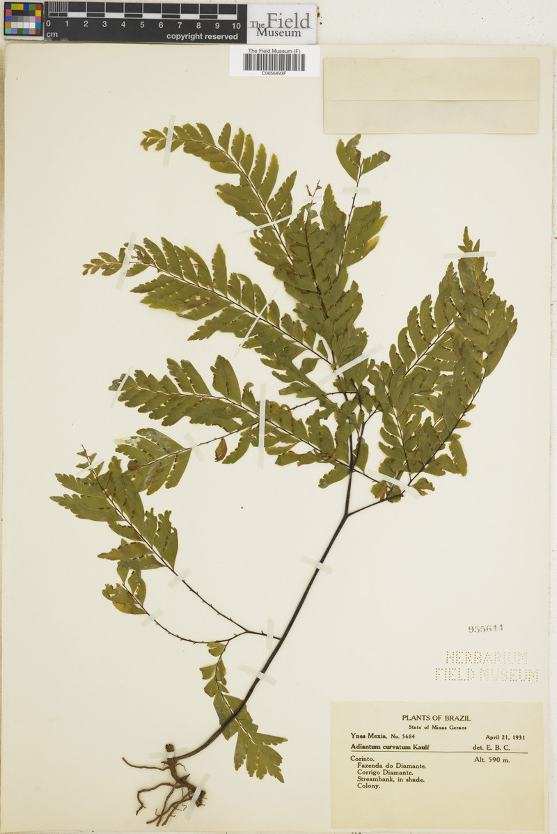 Adiantum curvatum photo 6
