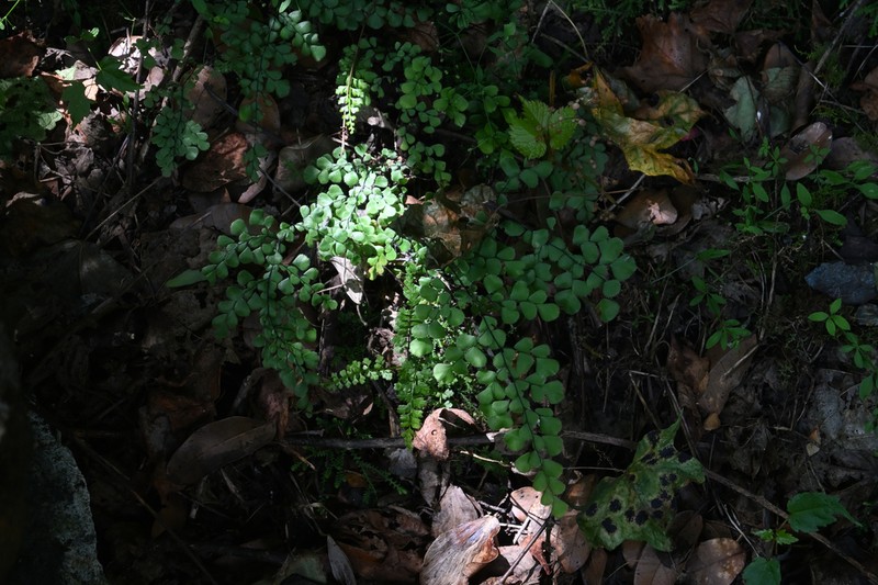 Adiantum davidii