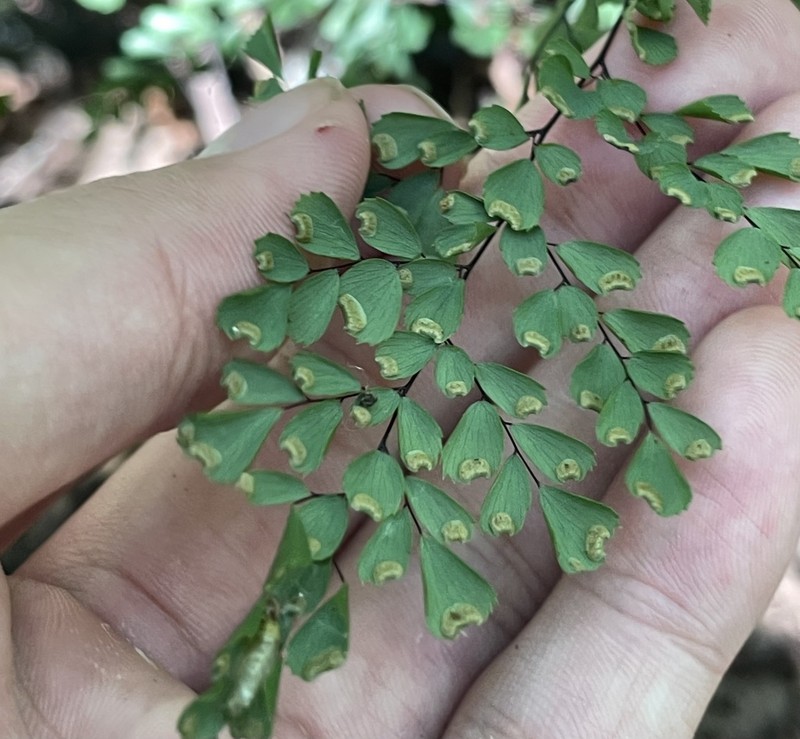 Adiantum davidii photo 2