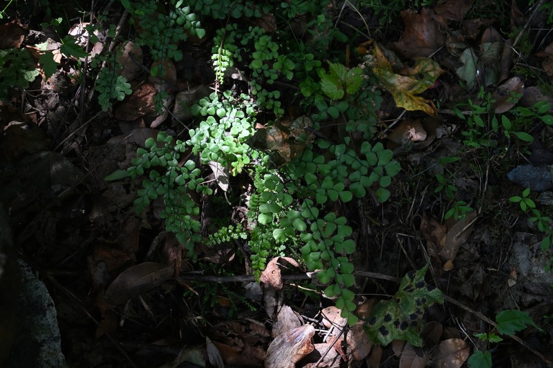 Adiantum davidii photo 3