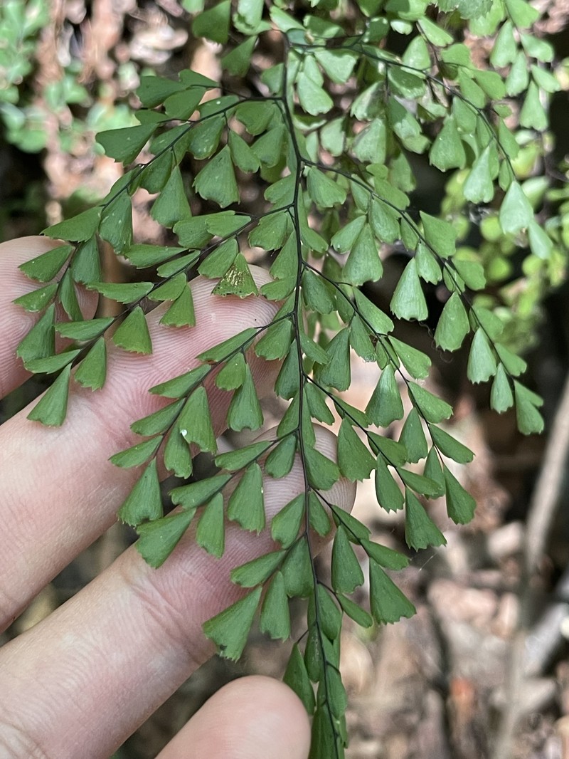 Adiantum davidii photo 4