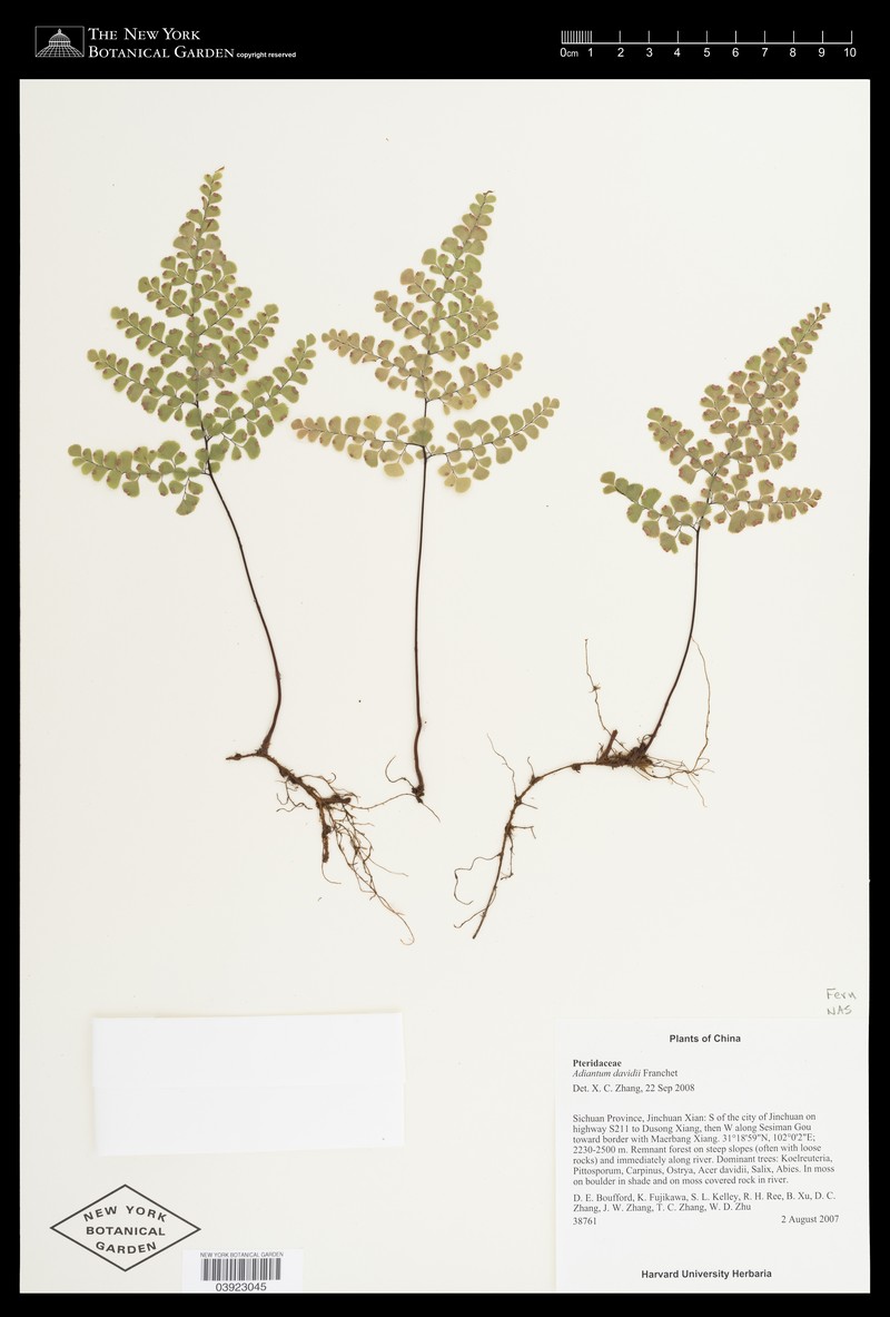 Adiantum davidii photo 5