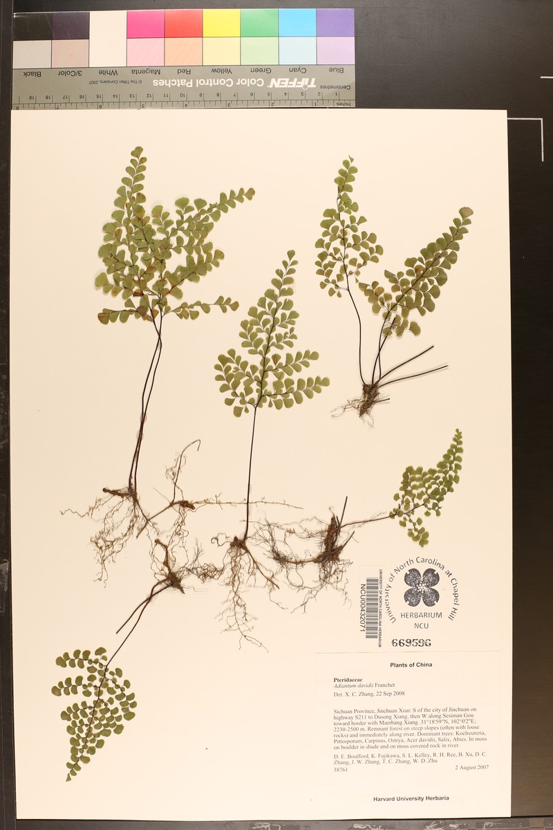 Adiantum davidii photo 6