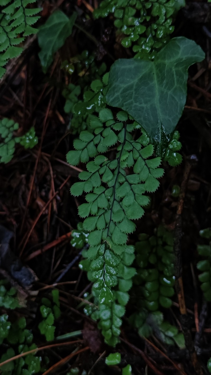 Adiantum davidii photo 8