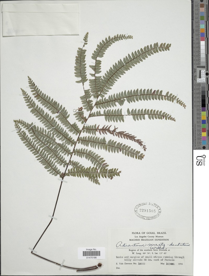Adiantum dawsonii photo 4
