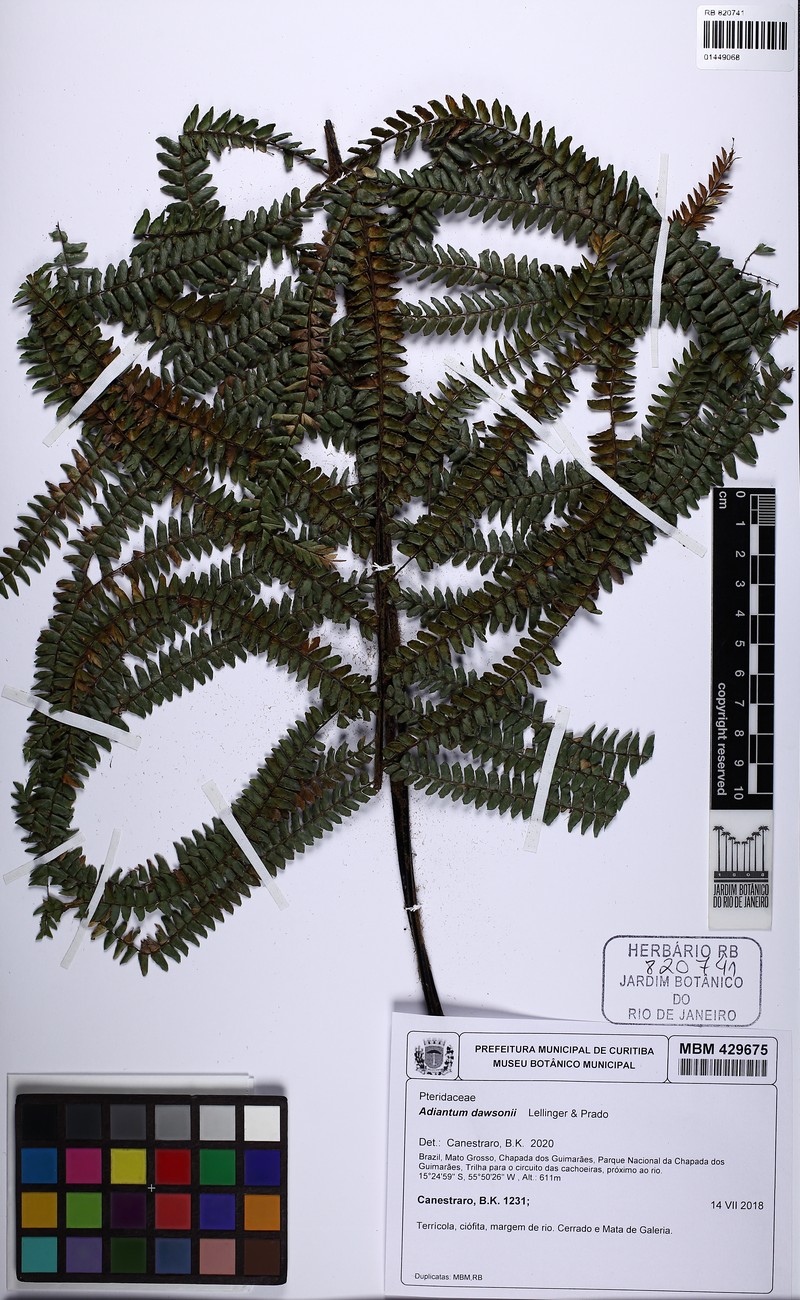 Adiantum dawsonii