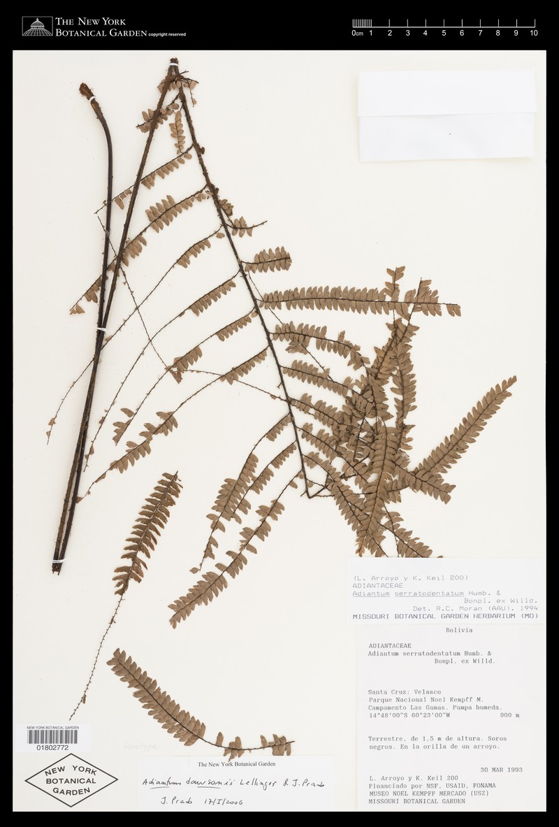 Adiantum dawsonii photo 2