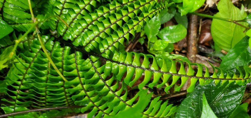 Adiantum decoratum