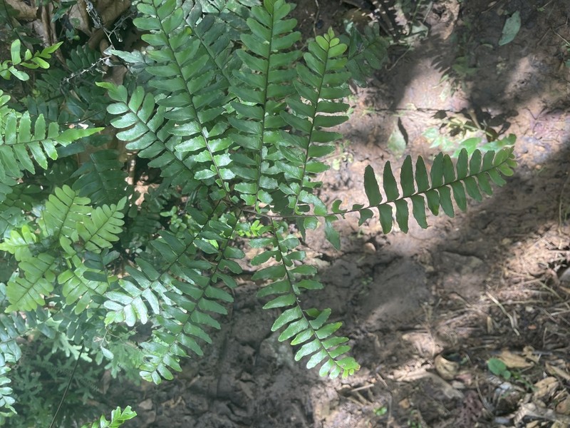 Adiantum decoratum photo 2
