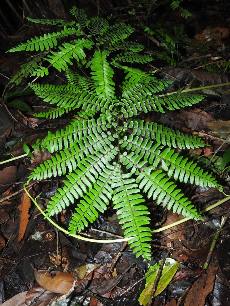 Adiantum decoratum photo 3