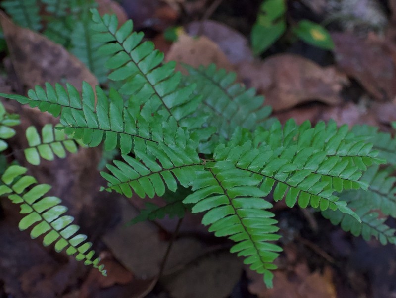 Adiantum decoratum photo 4