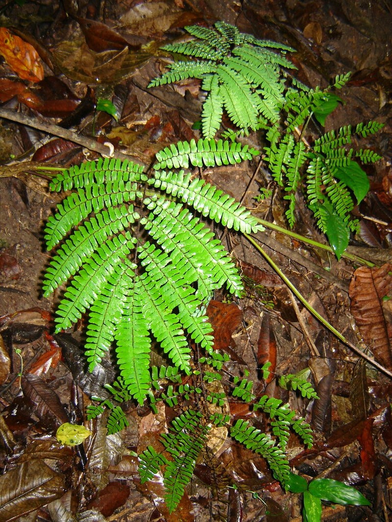 Adiantum decoratum photo 5