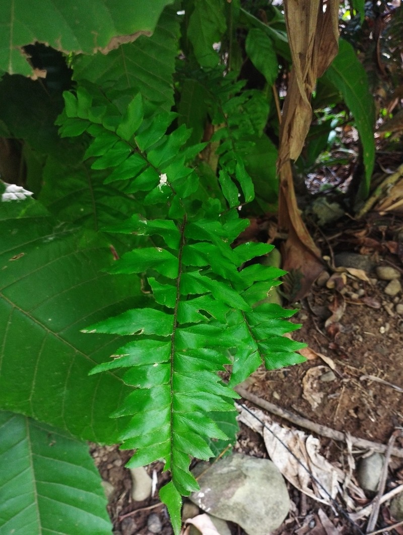 Adiantum decoratum photo 6