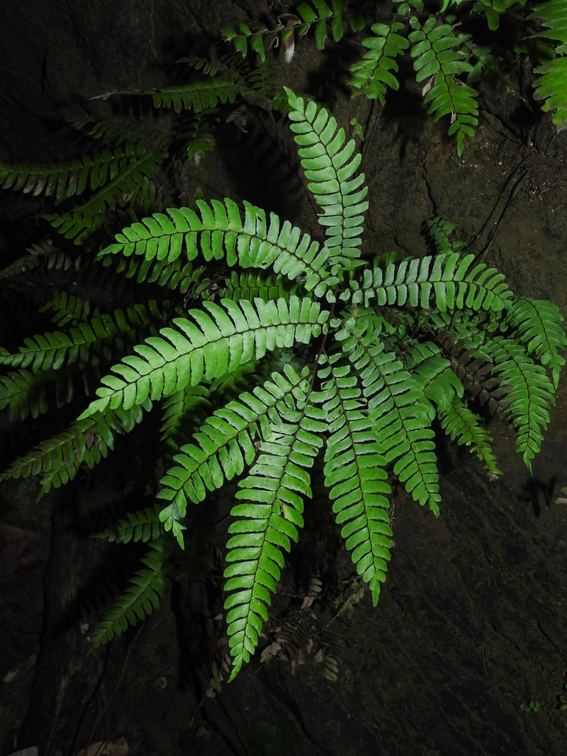 Adiantum decoratum photo 7