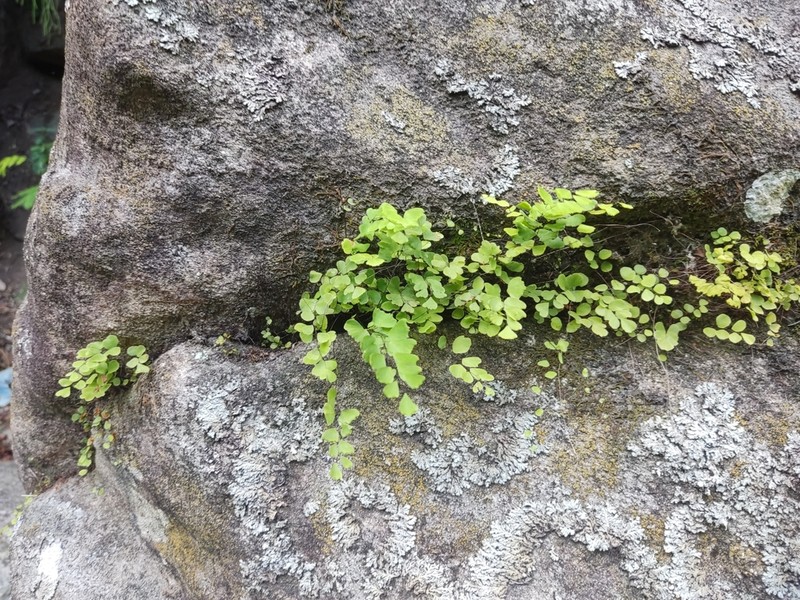 Adiantum deflectens photo 2