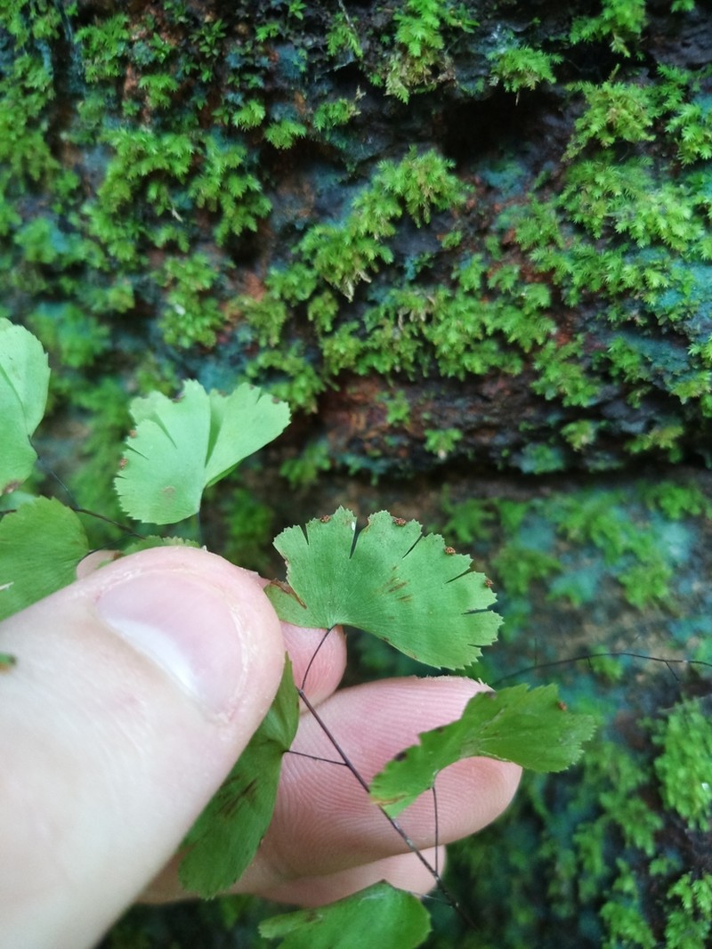Adiantum deflectens photo 3