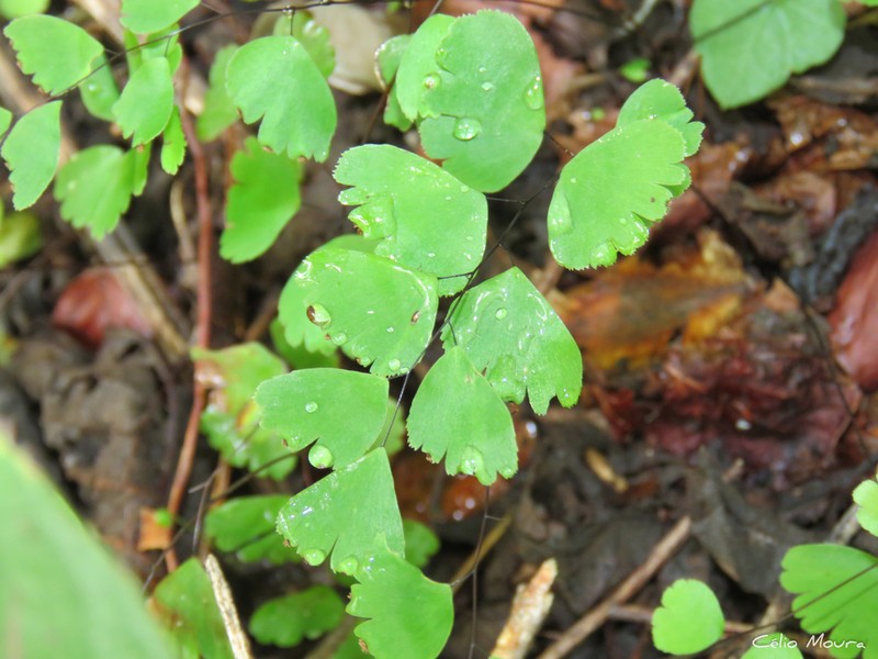 Adiantum deflectens photo 4