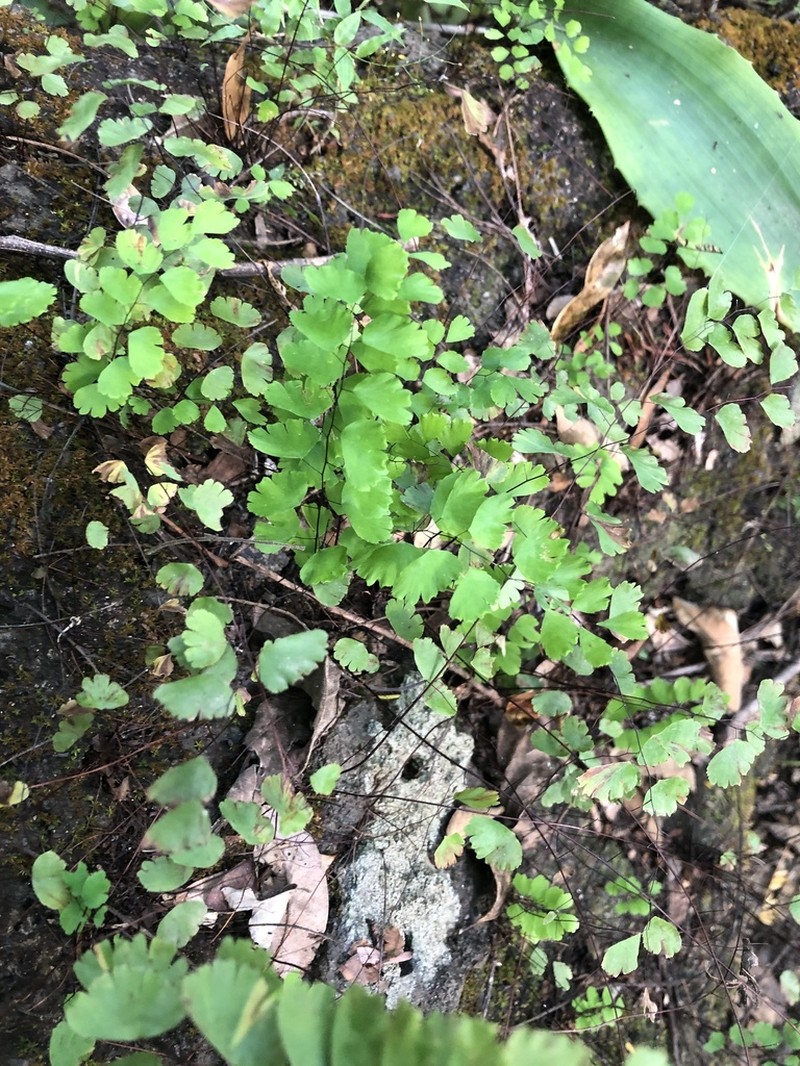 Adiantum deflectens photo 5