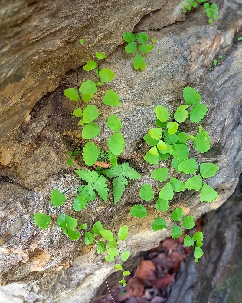 Adiantum deflectens photo 6