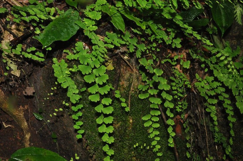 Adiantum deflectens photo 7