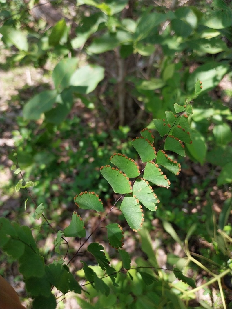 Adiantum deflectens photo 8