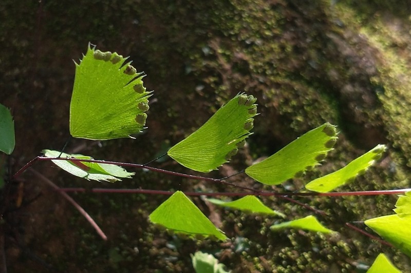 Adiantum delicatulum