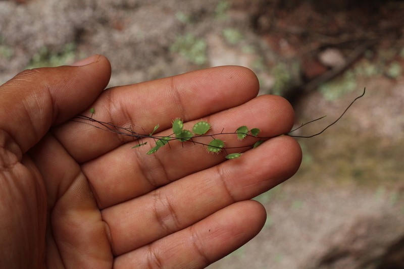 Adiantum delicatulum photo 2