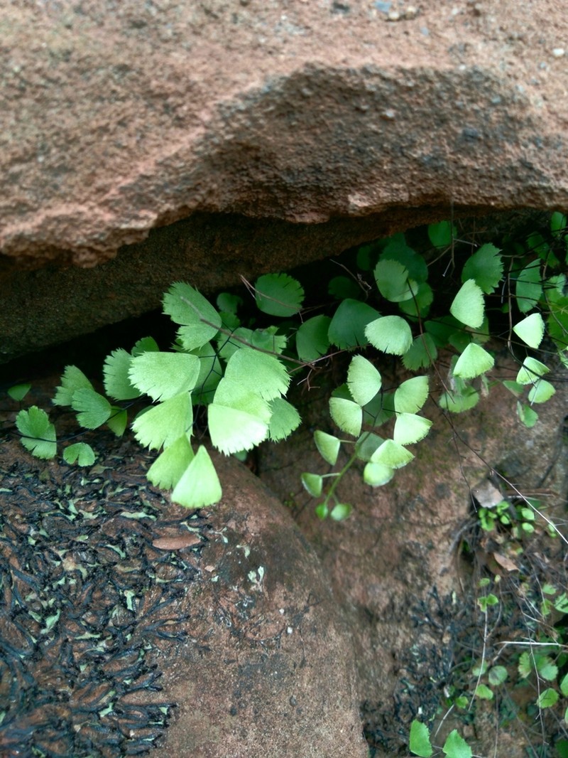 Adiantum delicatulum photo 3