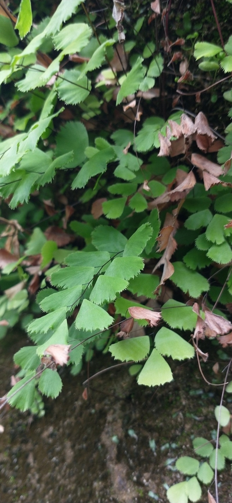 Adiantum delicatulum photo 5