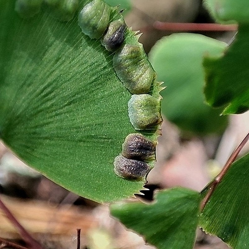 Adiantum delicatulum photo 6