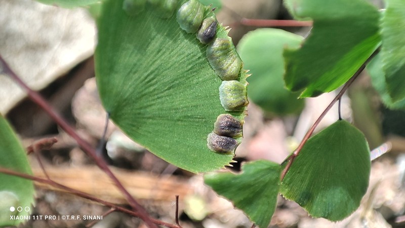 Adiantum delicatulum photo 7