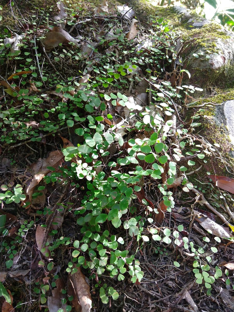 Adiantum delicatulum photo 8