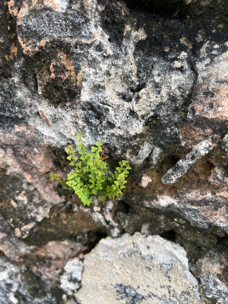 Adiantum deltoideum