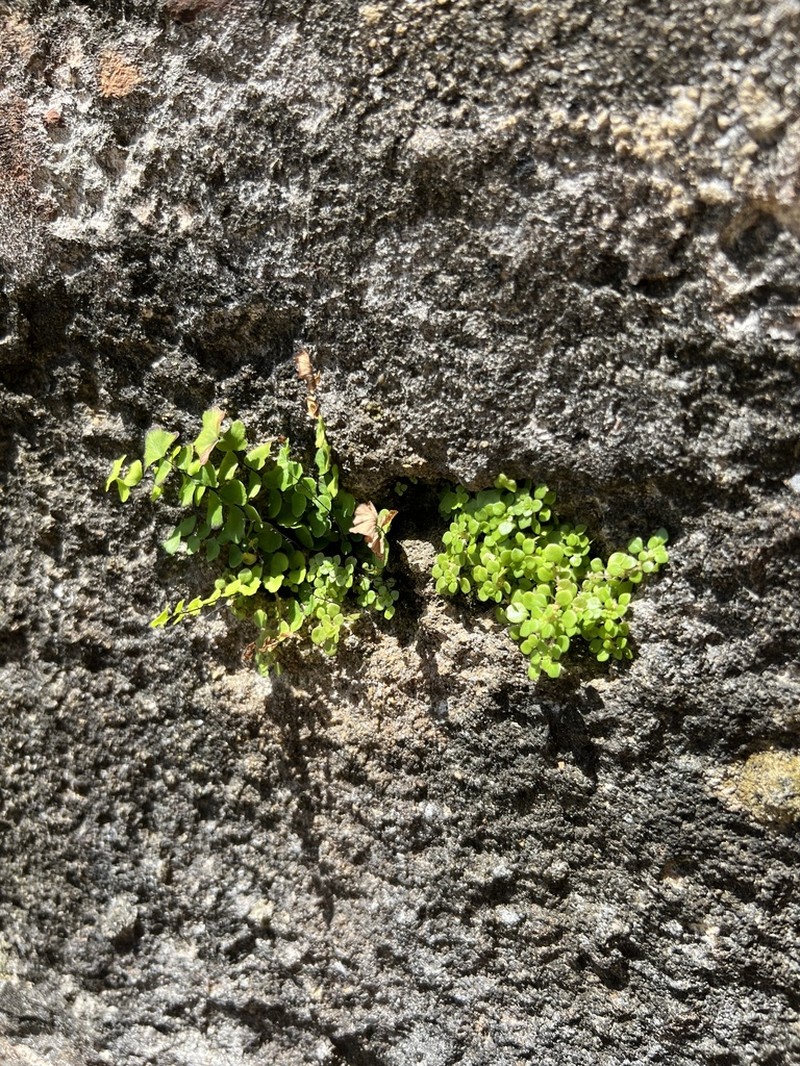 Adiantum deltoideum photo 2