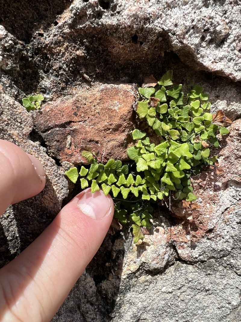 Adiantum deltoideum photo 3