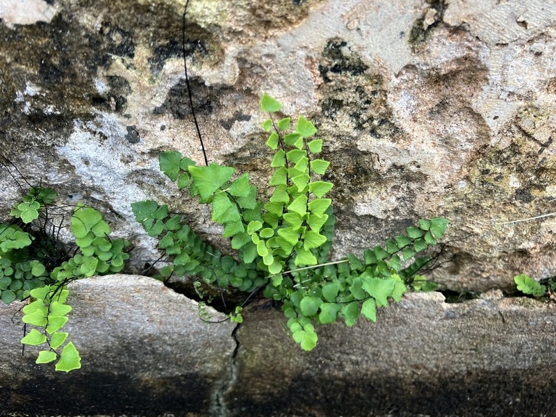 Adiantum deltoideum photo 4