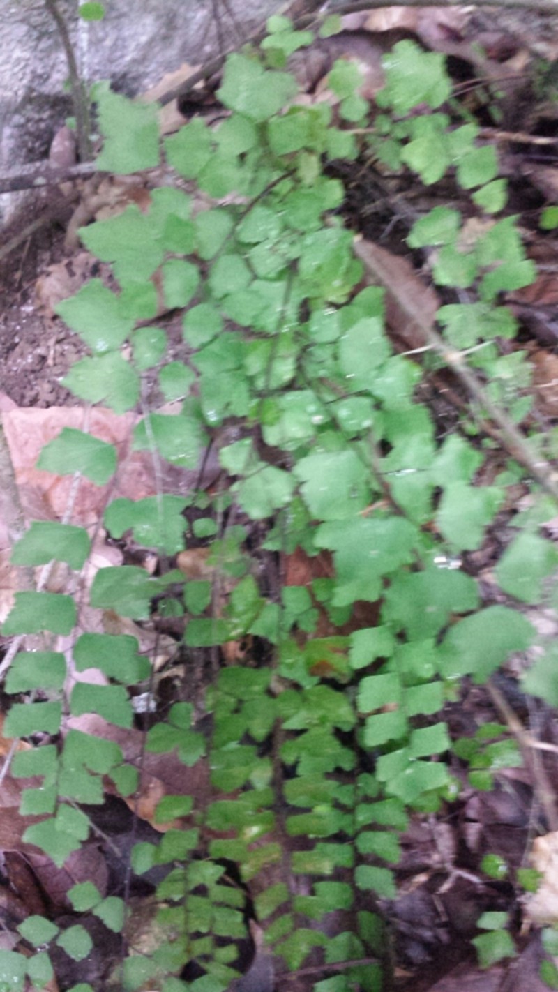 Adiantum deltoideum photo 5