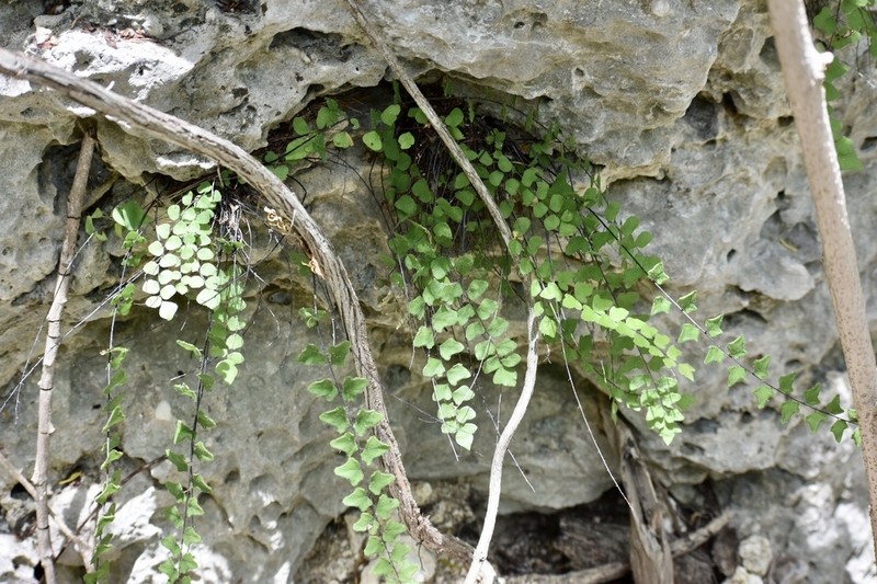 Adiantum deltoideum photo 6