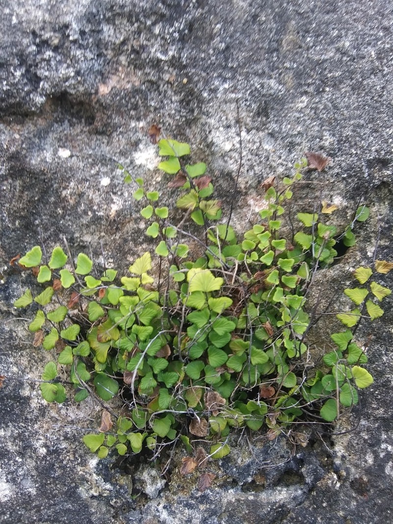 Adiantum deltoideum photo 7