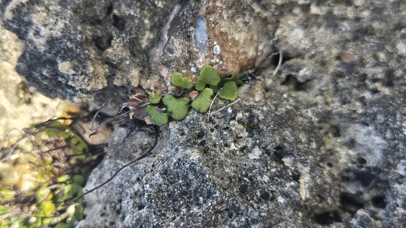 Adiantum deltoideum photo 8